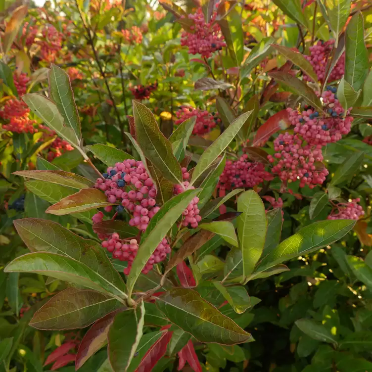 Brandywine viburnum in late September covered in pink and blue berries